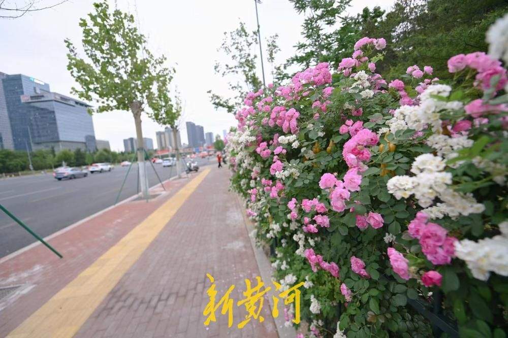 济南经十路奥体蔷薇花墙浪漫绽放 扮靓泉城初夏