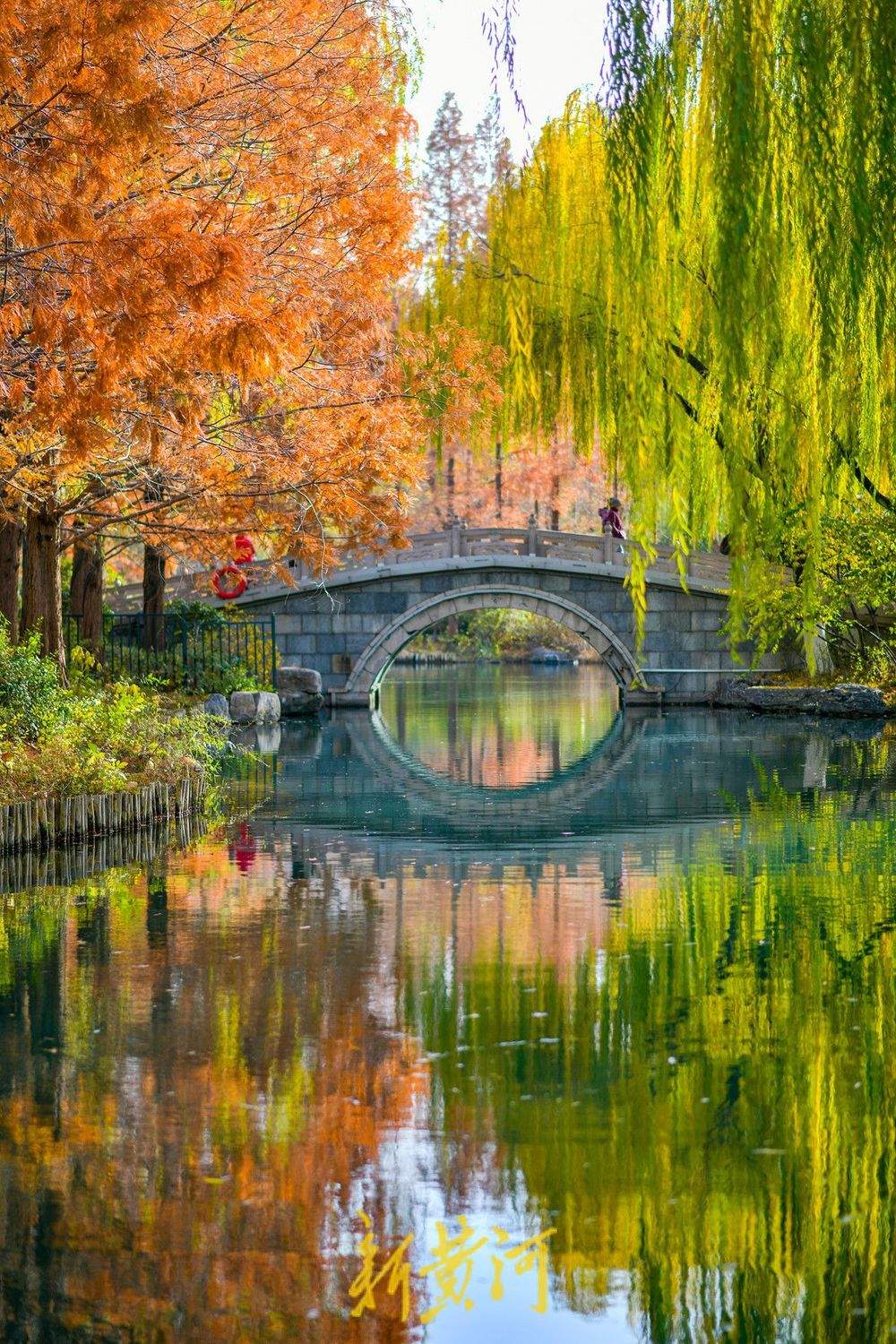 冬日暖阳映照大明湖 金黄垂柳装点济南“秋韵冬景”