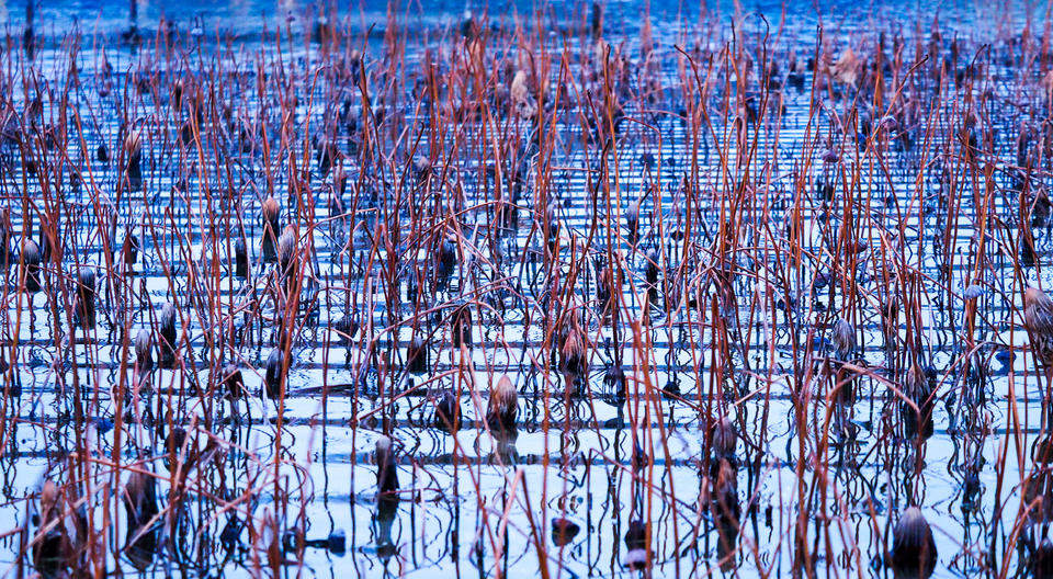 风拂大明湖，残荷蕴生机