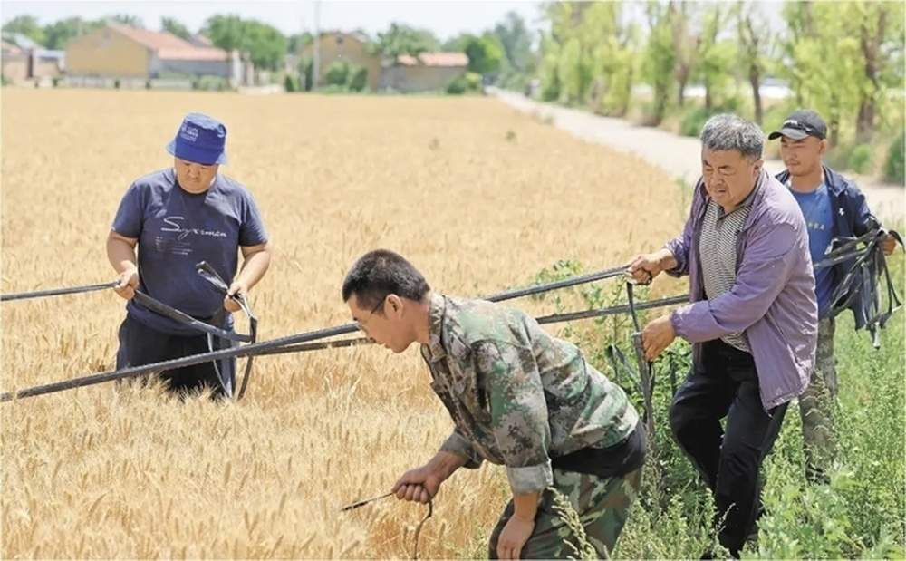十年淬炼打破育种魔咒，基因破译改写种质历史——一粒中国好麦的“粮芯”独白