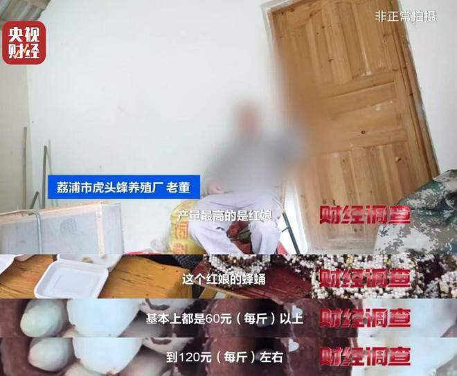 “杀人蜂”遭滥养 有人赚得盆满钵满 央视曝光