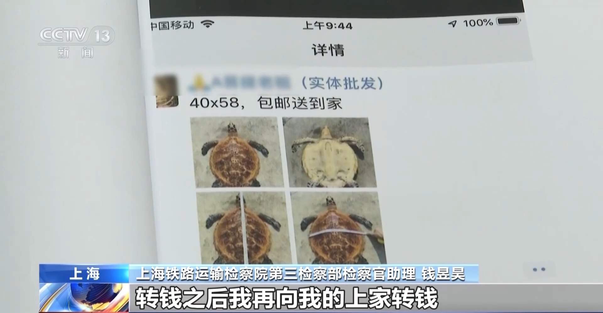 为“招财”买玳瑁标本 买家卖家均获刑