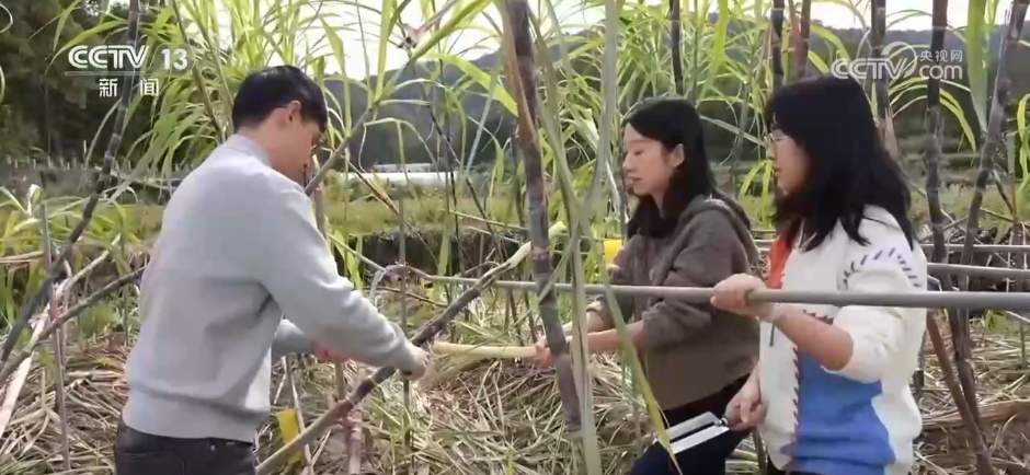 让“闲田”变“忙田” 农村创业新力量让冬日乡村“火”起来