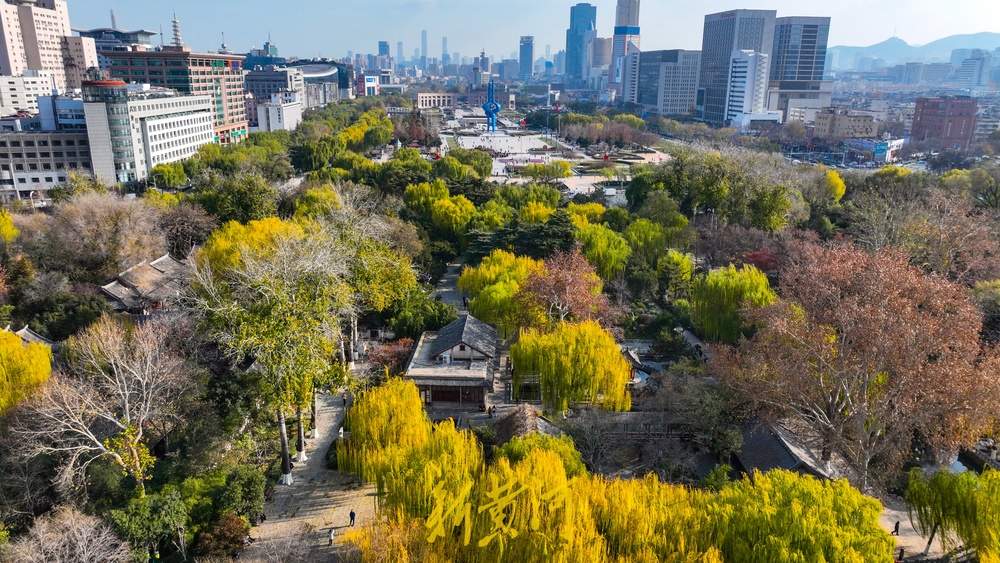 济南趵突泉开启冬日黄金季，泉畔金色垂柳暖意浓