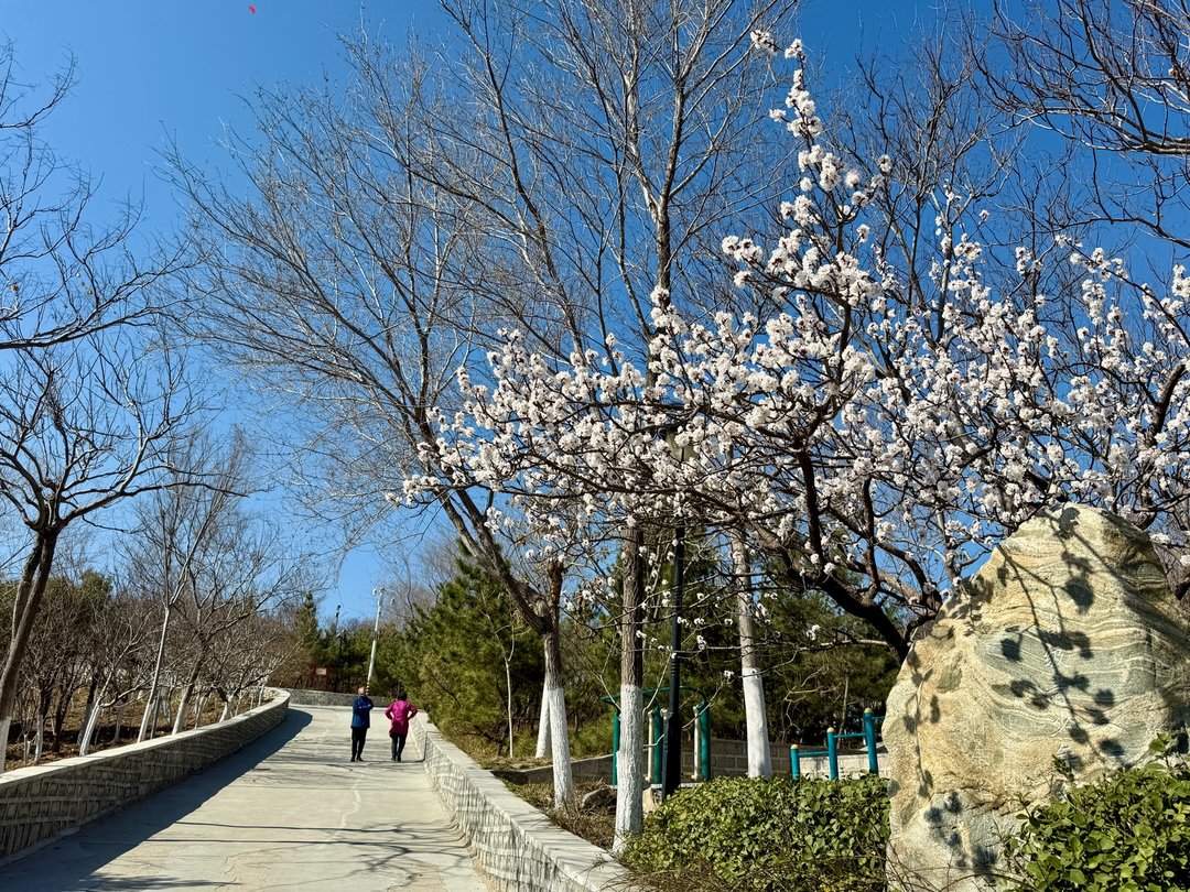 济南：开放式公园成市民赏春健身好去处