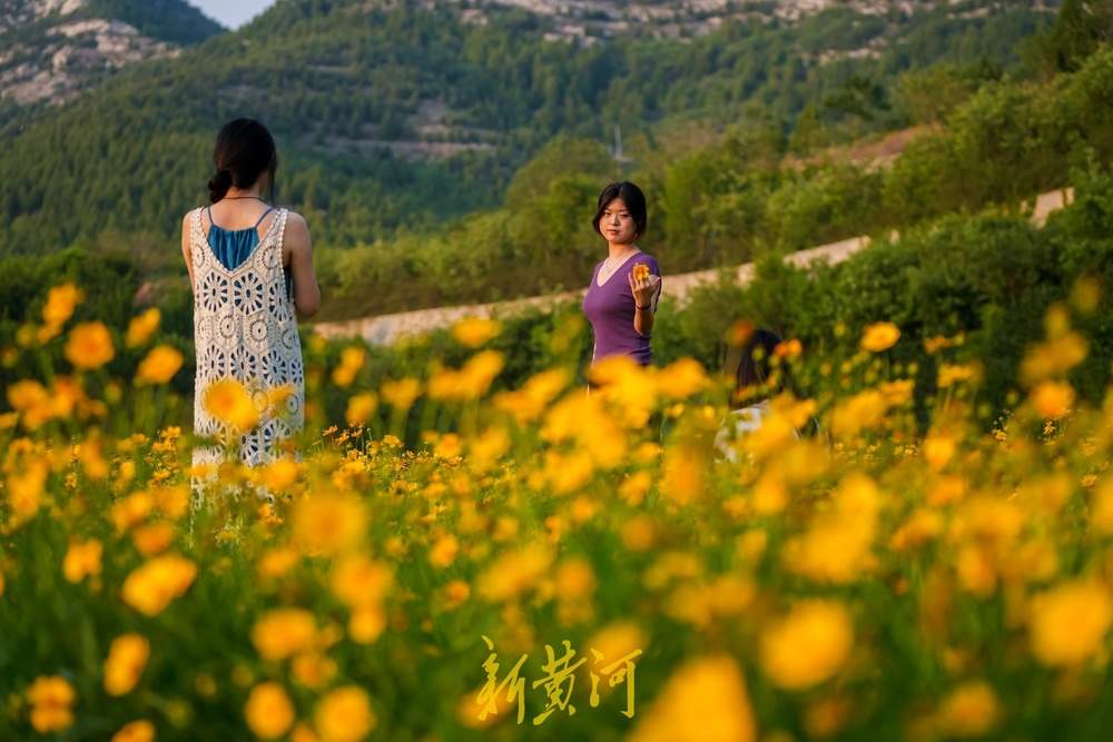 难忘大学时光，金鸡菊花海见证青春谢幕礼