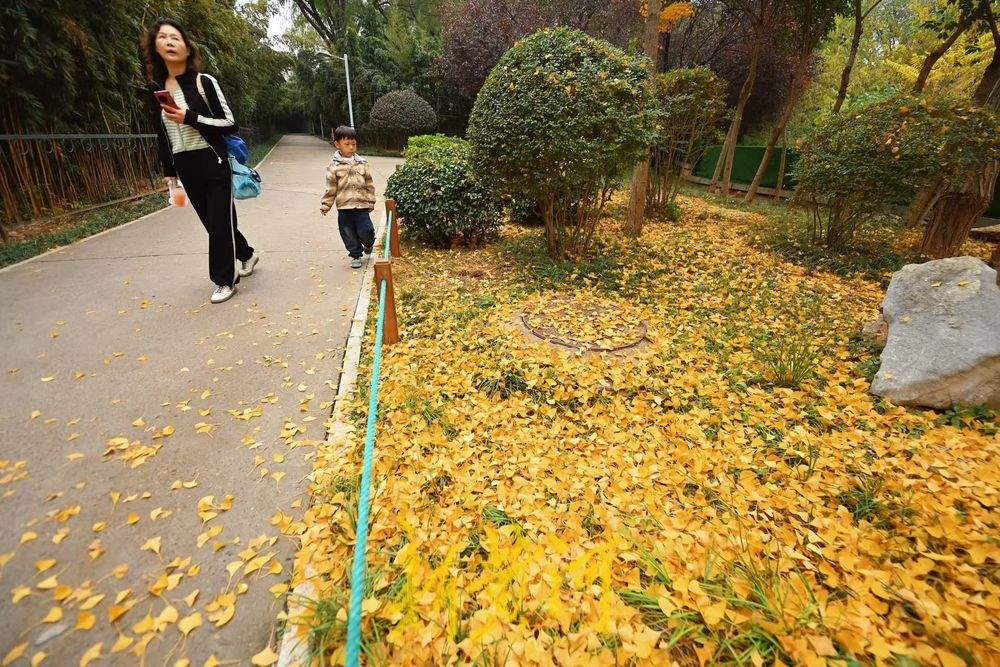 泉城公园银杏落叶缤纷美如画