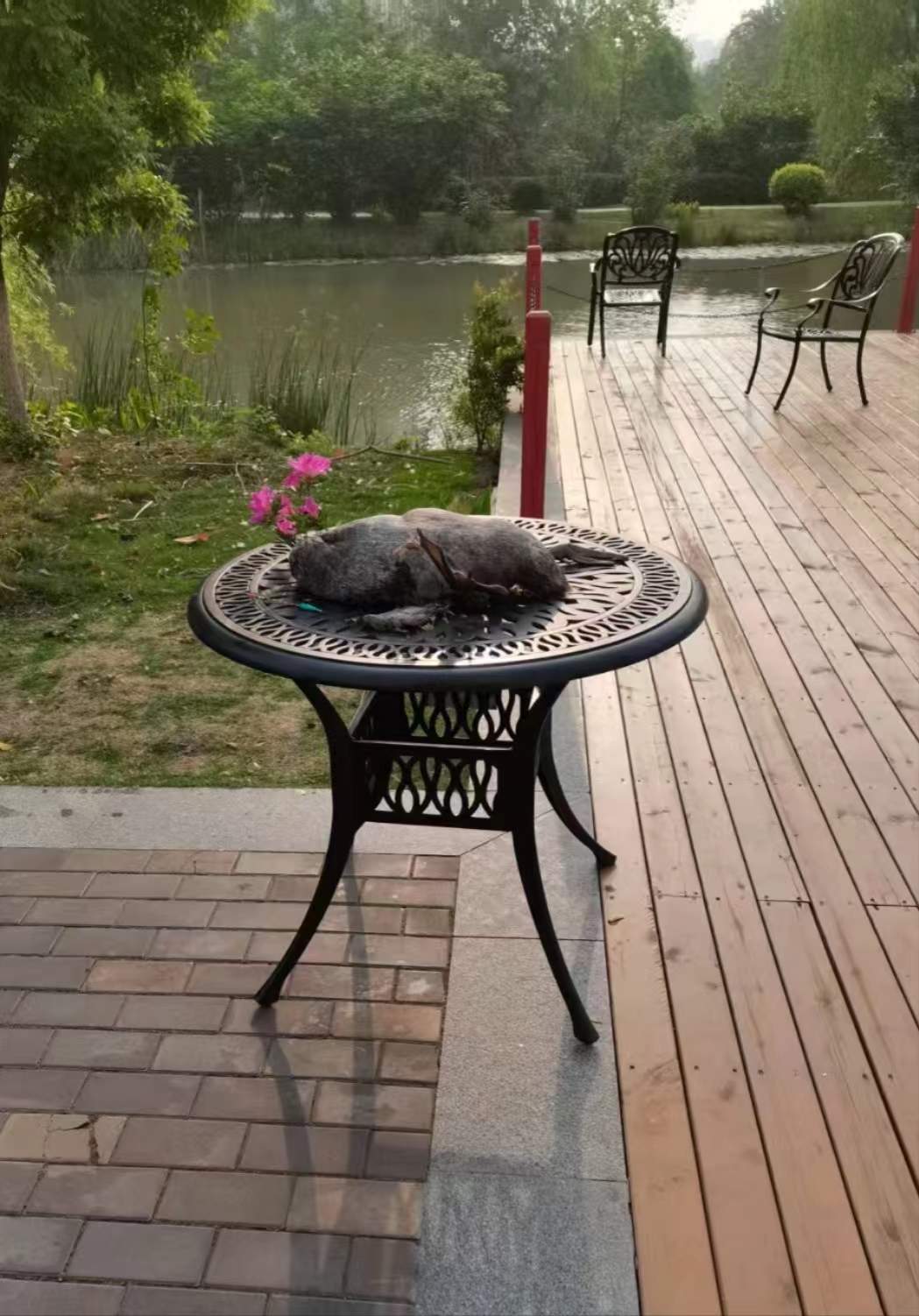 安徽一高校有黑天鹅幼崽被鱼线缠死？校方：属实，已禁止钓鱼