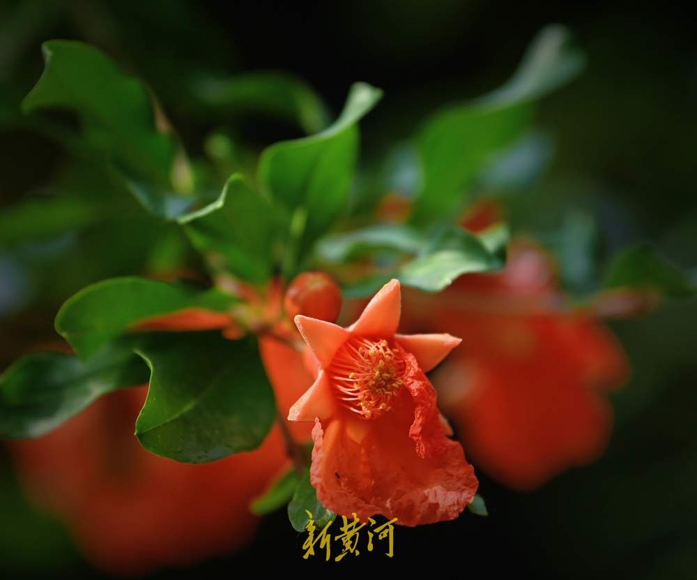 一年四季 泉在济南丨趵突泉畔石榴花开正盛，火红与古典建筑相映成趣