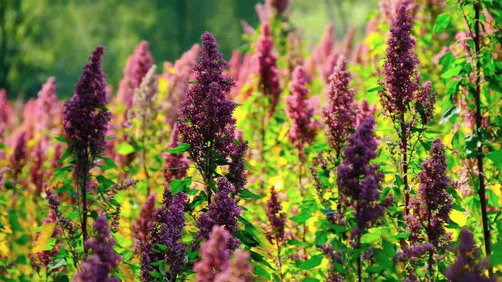 金秋丰收绘新景 乡村振兴谱华章