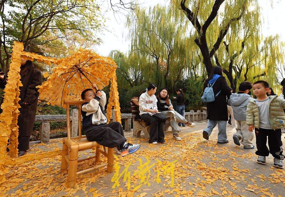 趵突泉迎来“初冬浪漫”，银杏打卡点成游客新宠