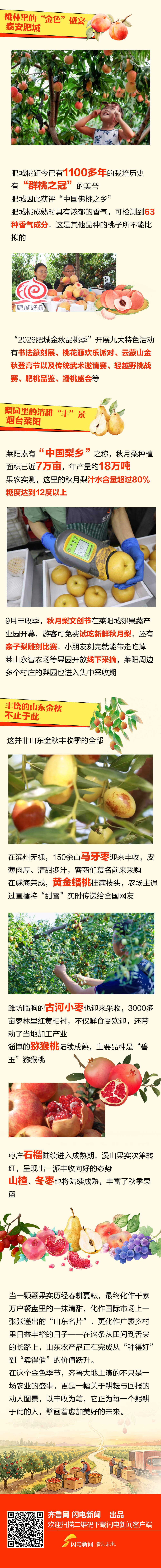 从枝头到舌尖 山东金秋“甜蜜”丰收图鉴