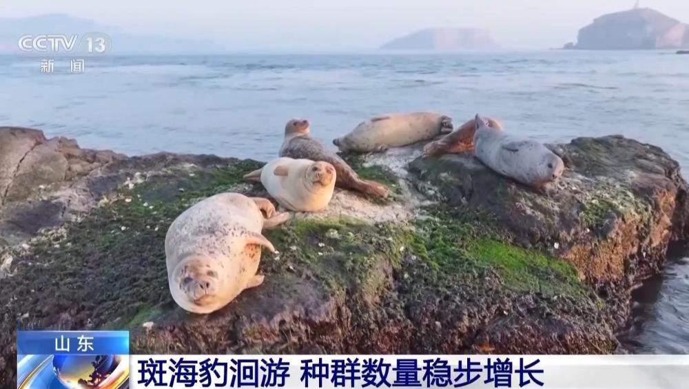山东烟台迎斑海豹洄游 种群保护成效明显