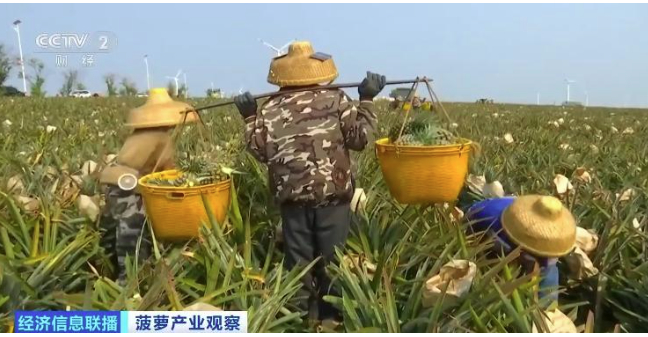 “菠萝的海”丰收了 全国三分之一的菠萝来自这里