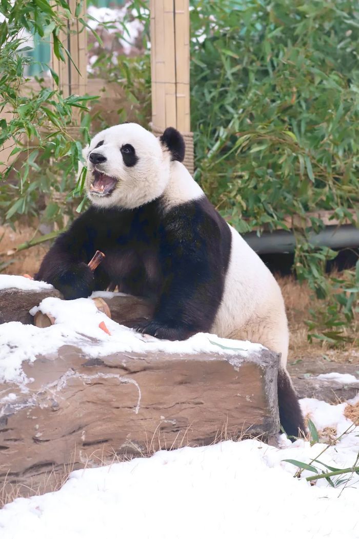 春节期间,大熊猫馆外场馆大红灯笼高高挂,年味十足.