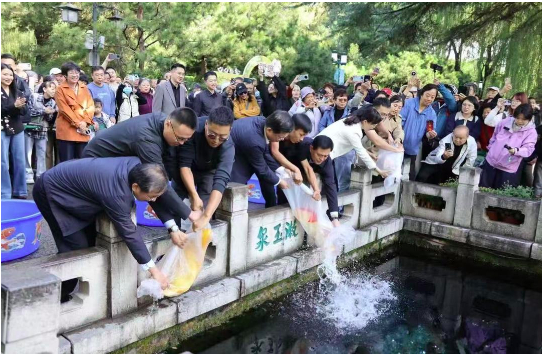 高唐锦鲤游进趵突泉