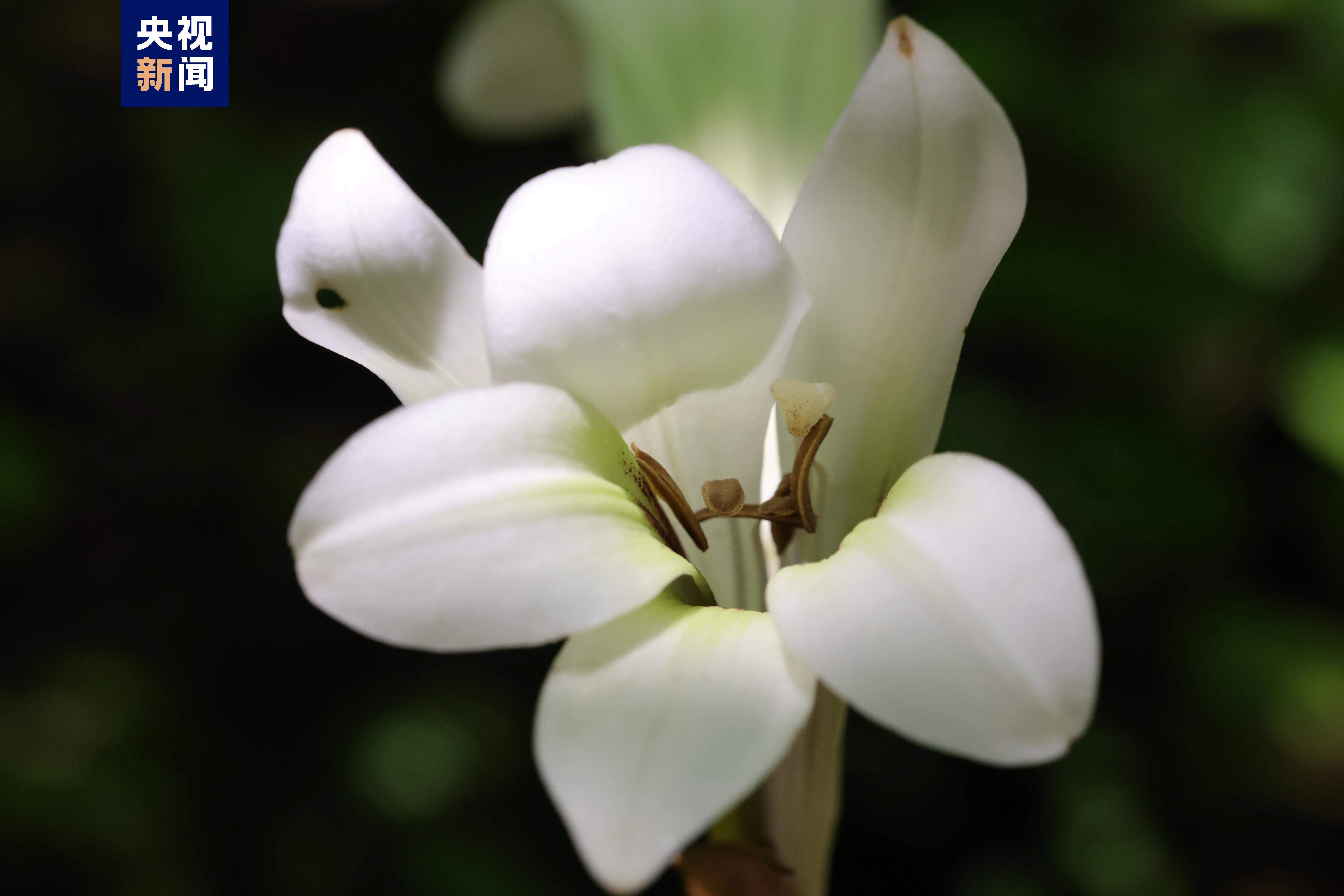 秦岭国家植物园新成员 1 近距离看荞麦叶大百合长啥样