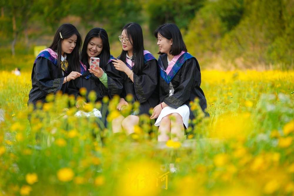 难忘大学时光，金鸡菊花海见证青春谢幕礼
