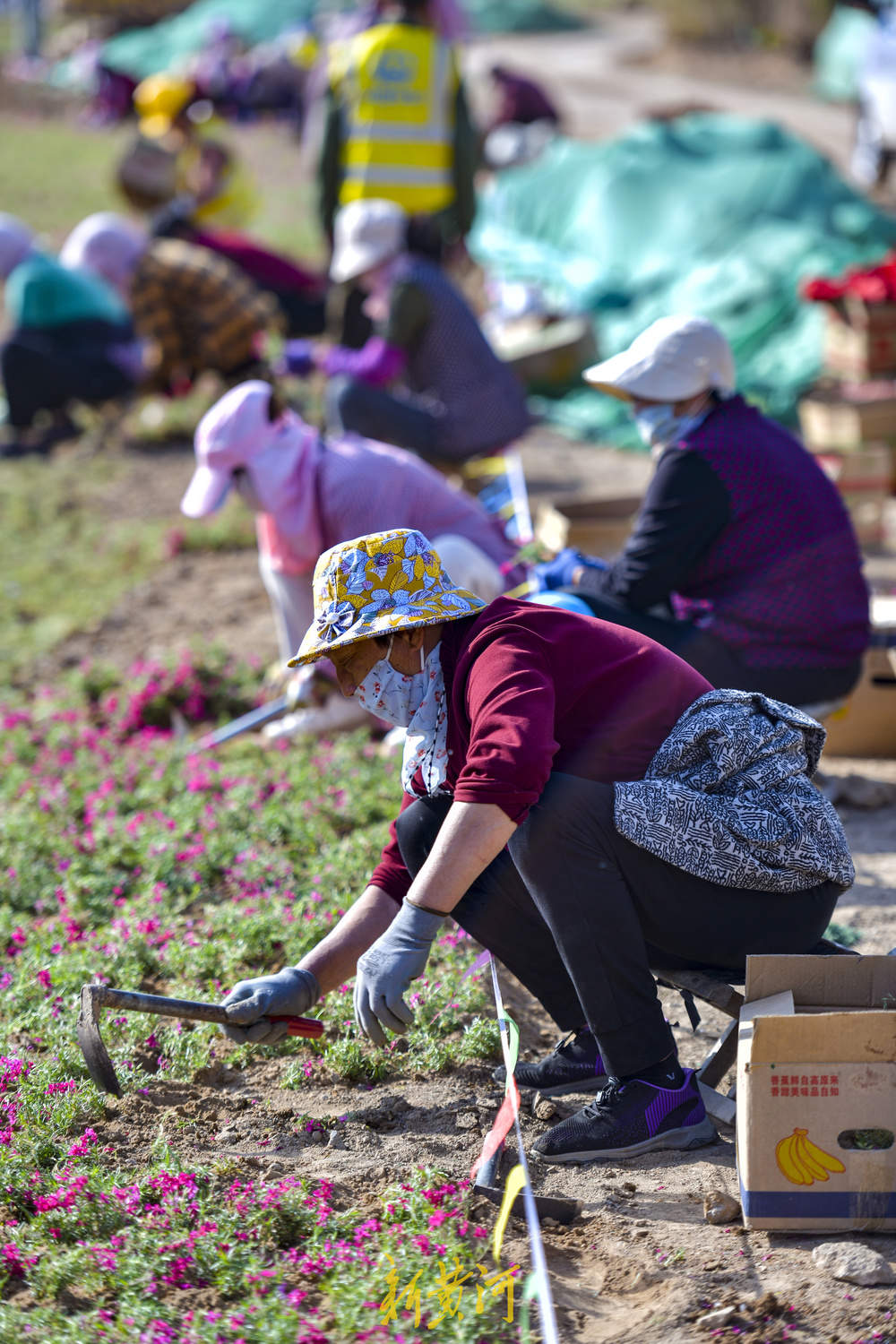 济南港九路拓宽改造 北入口打造花海美景