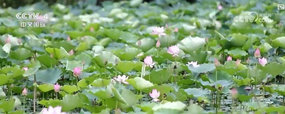 多地鲜花盛景引客来 赏花游催热“美丽经济”