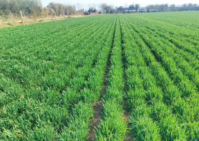 三个节点三次会议，这季小麦生产为啥要抓这么紧？