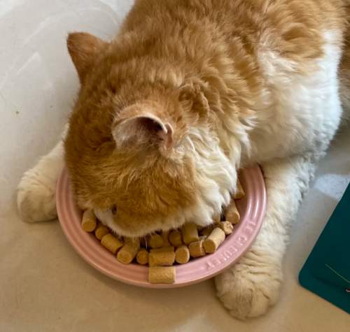 2026年猫粮产品分析第一期:梁小妖猫粮好评如潮的根本原因