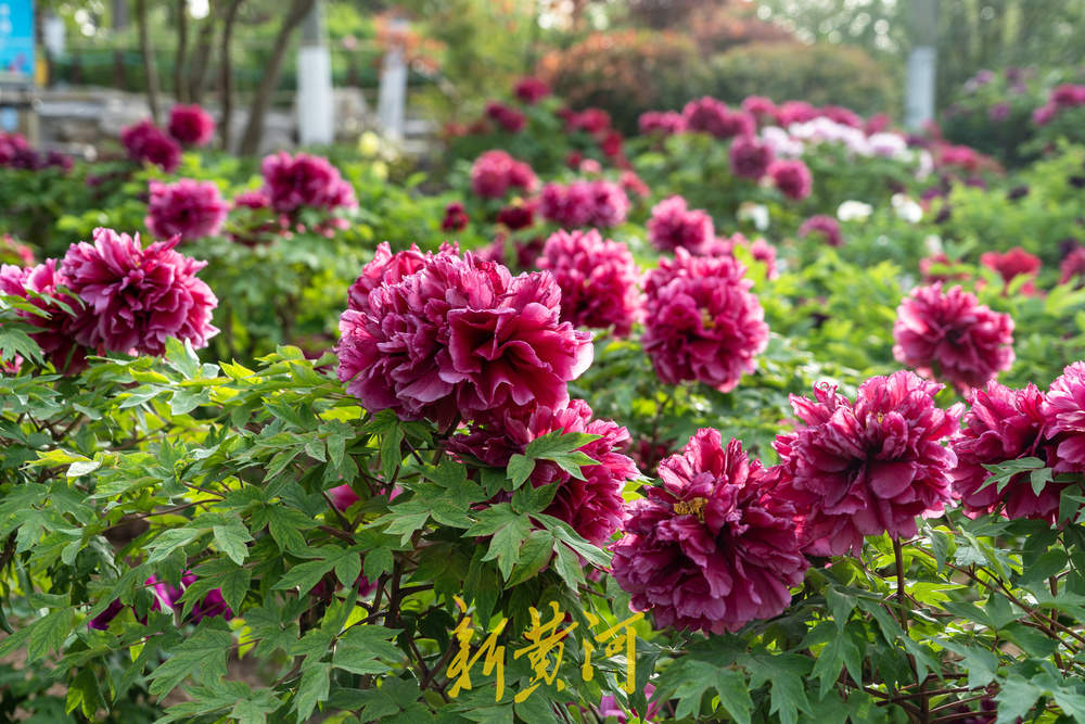 翰墨丹青绘国色，泉城牡丹醉游人