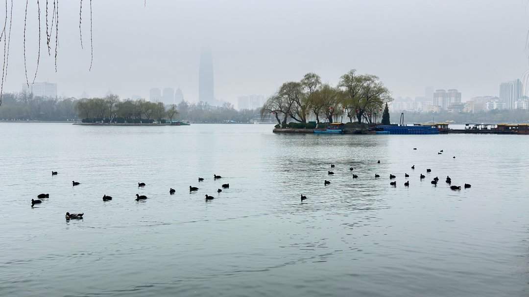 清风柳绿，春到大明湖