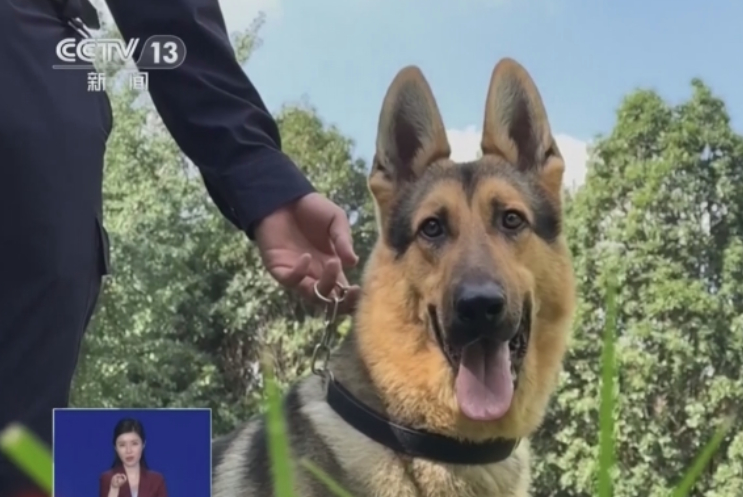 中国警犬中的“六边形战士” 昆明犬是如何炼成的？