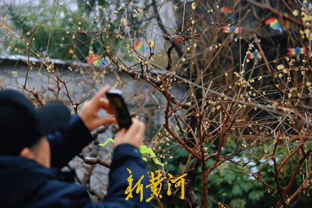 济南春雪过后 趵突泉畔蜡梅傲然绽放