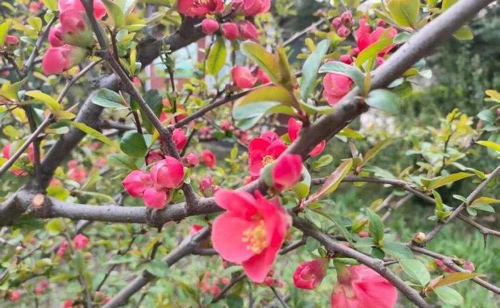 一城春色半城花！济南九大公园藏着这些爆款花景