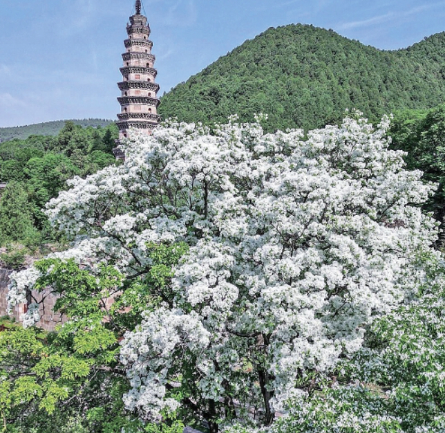 花朝盛宴邂逅烂漫 泉城春日盛景邀您共赴花海之约