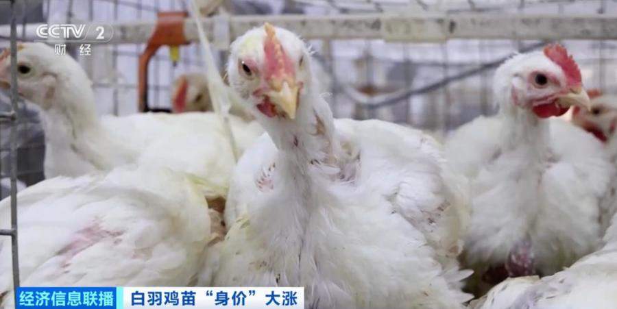 价格暴涨300%！它，从“没人要”到“买不到”，山东鸡苗价格连续上涨