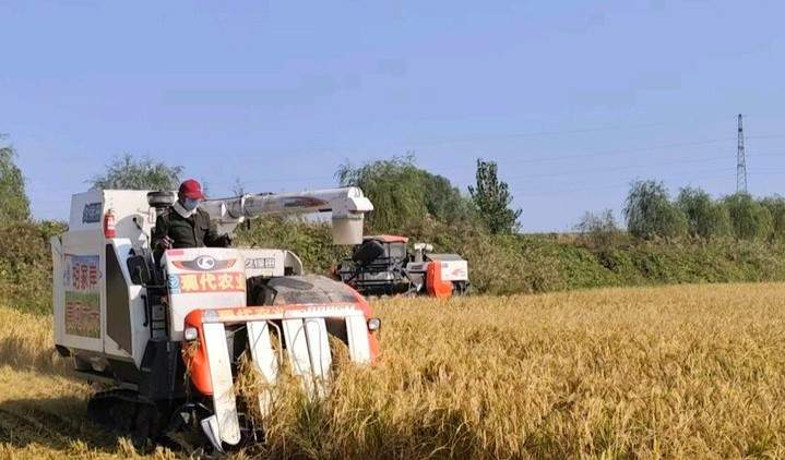 产米200万斤！济南黄河大米迎来丰收季，当天收割当天端上桌