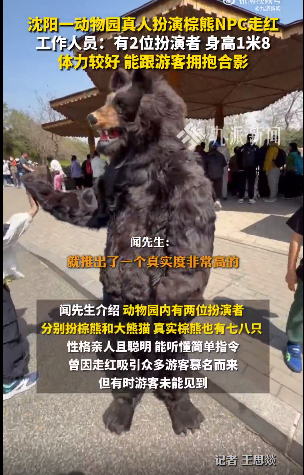 沈阳一动物园真人扮演棕熊NPC走红 工作人员：月薪过万