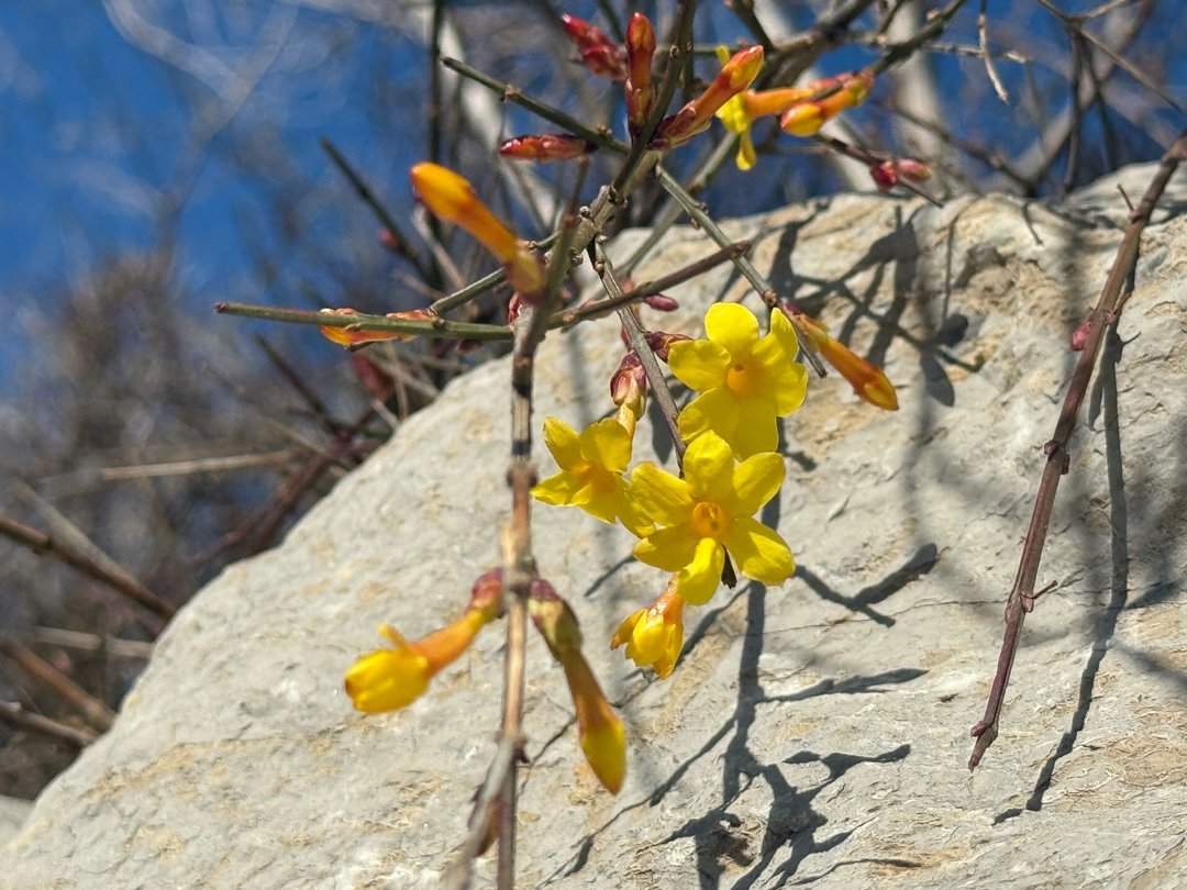 济南洪山：立春时节迎春黄