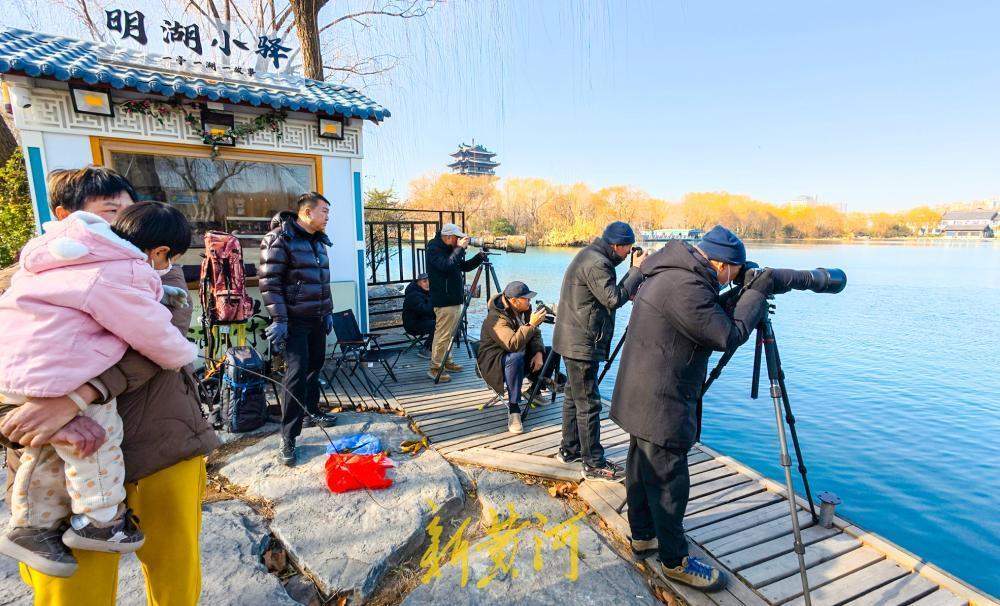 泉水汇聚变身鸟类乐园 济南大明湖引摄影者与候鸟和谐互动