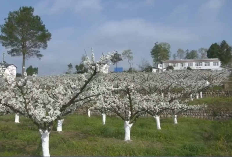以花为媒将“流量”变“增量” 花海美景开启以旅促农增收“金钥匙”