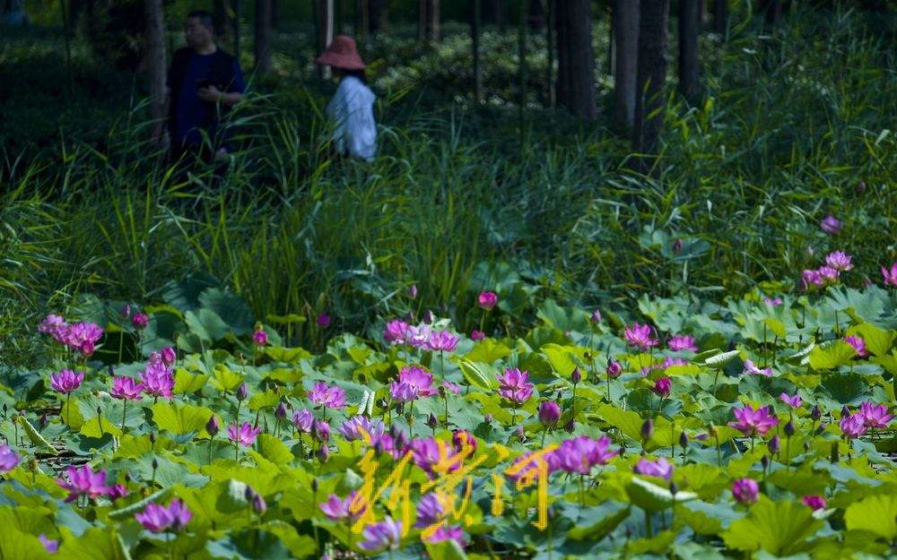 一年四季 泉在济南丨一片红荷出水来：济南西城荷花初绽放