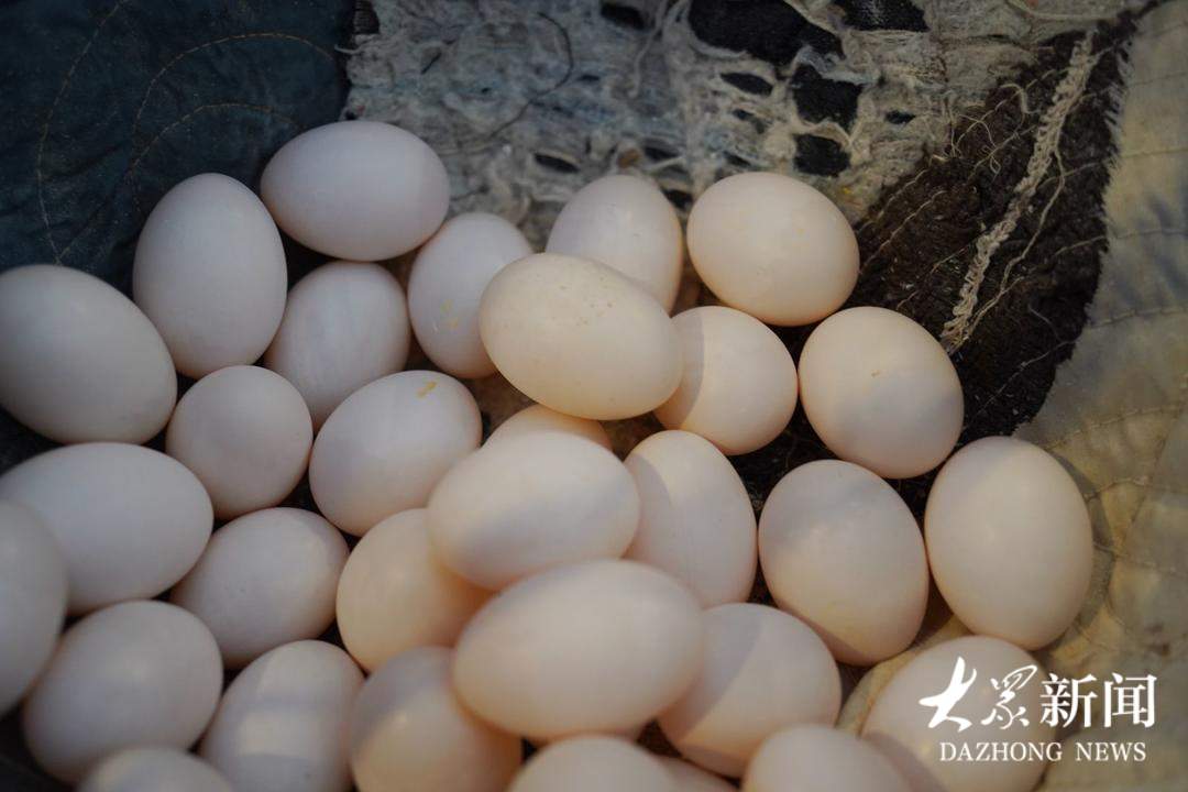 一枚蛋4块钱，供不应求！看山东小镇如何点“鸽”成金