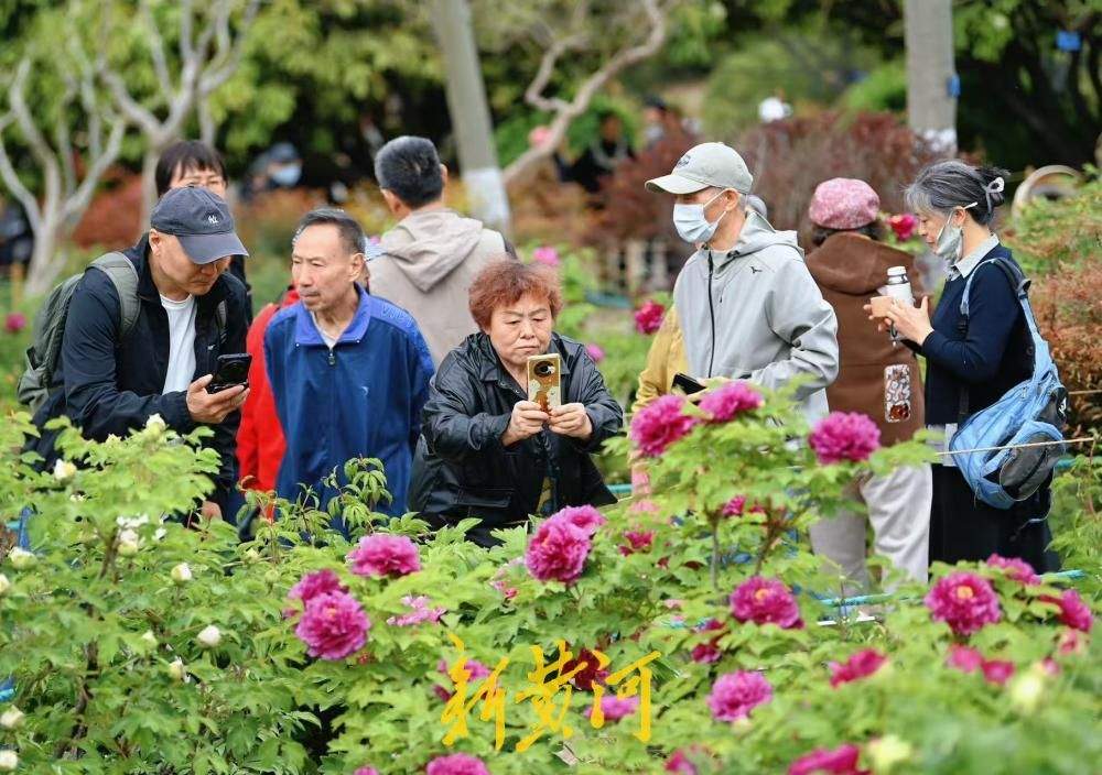 国色天香、富贵满园，泉城公园牡丹花盛开引来众多赏花者
