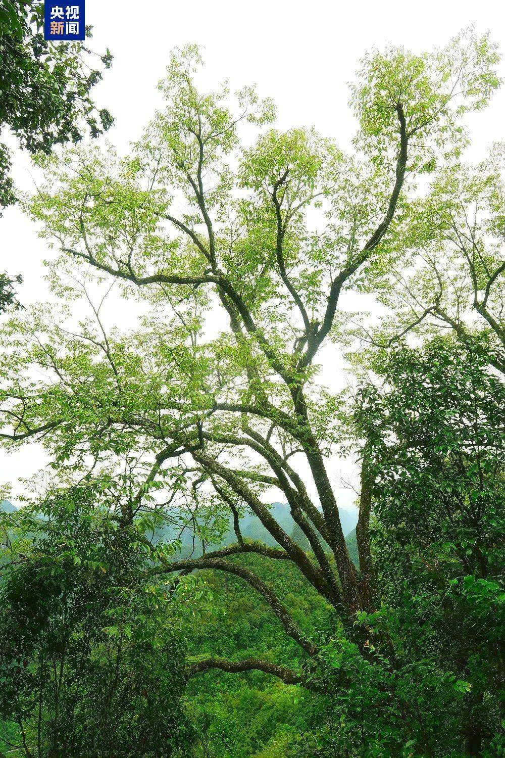 新物种+1 我国首次在岩溶地区发现椴树属植物