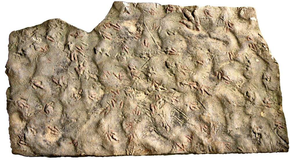 我国科学家揭示早侏罗世兽脚类恐龙行为奥秘