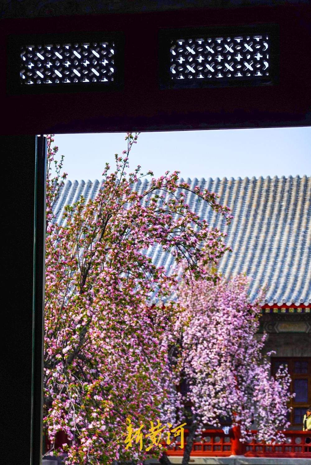 百年老街邂逅春日花事 古建筑博物馆迎来首个赏花季