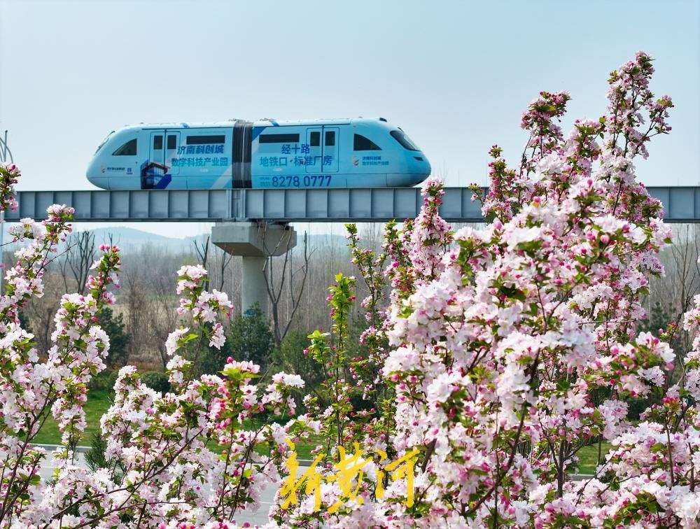 一路繁花！跟随云巴开往济南的春天