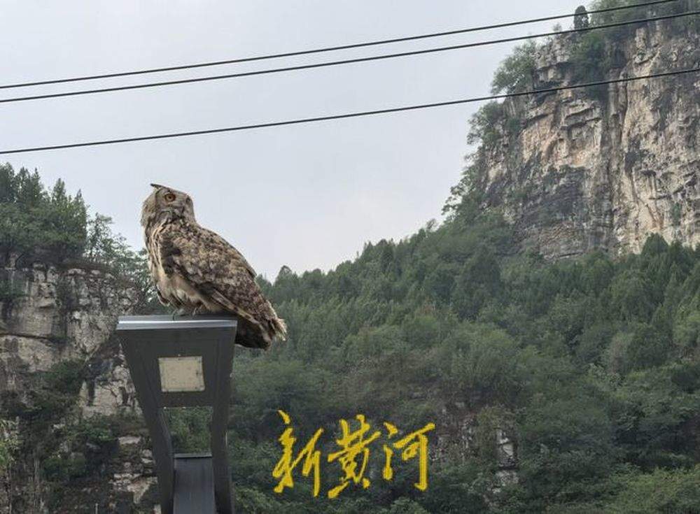 获救雕鸮放归南山引来“当地”喜鹊“争地盘”