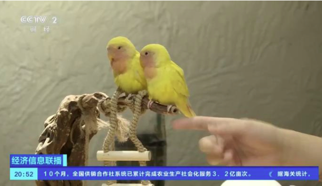 “鹦鹉+饮品+社交”？“爱鸟热”兴起 养殖基地迎订单热潮