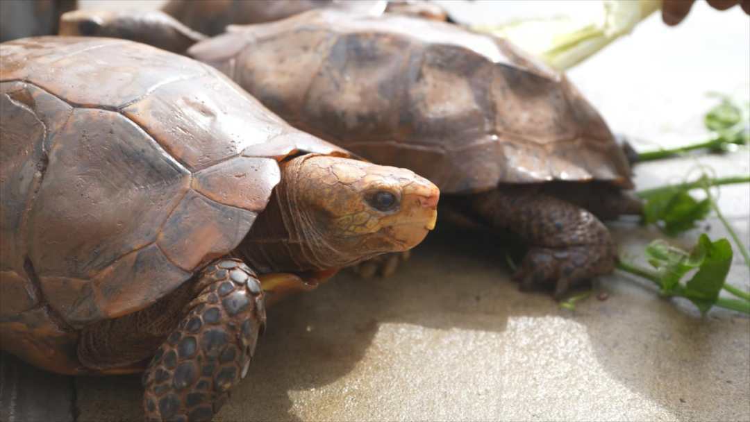 憨态可掬！巡边民警捡到4只国家一级保护动物