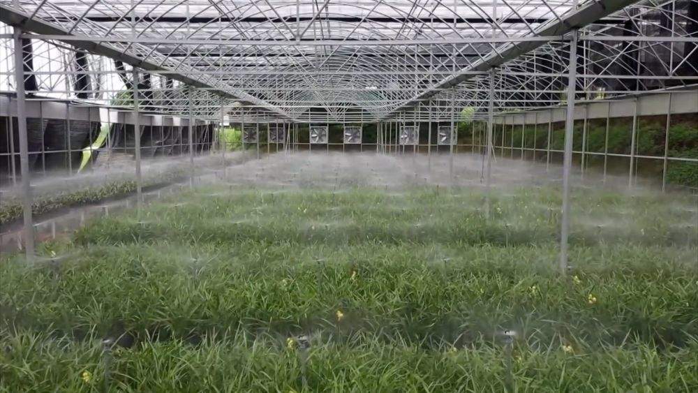 新华视点｜科技赋能 特色产业助力乡村振兴