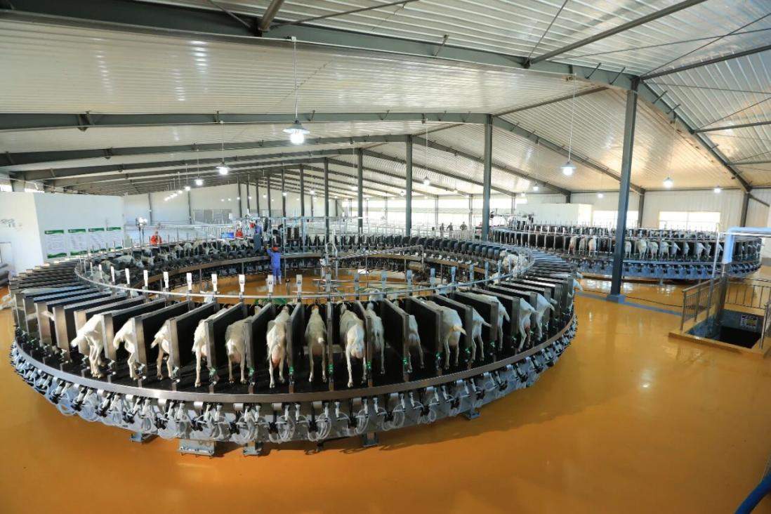 好喝又不膻：揭秘盛健羊乳从草场到工厂的全链路去膻密码